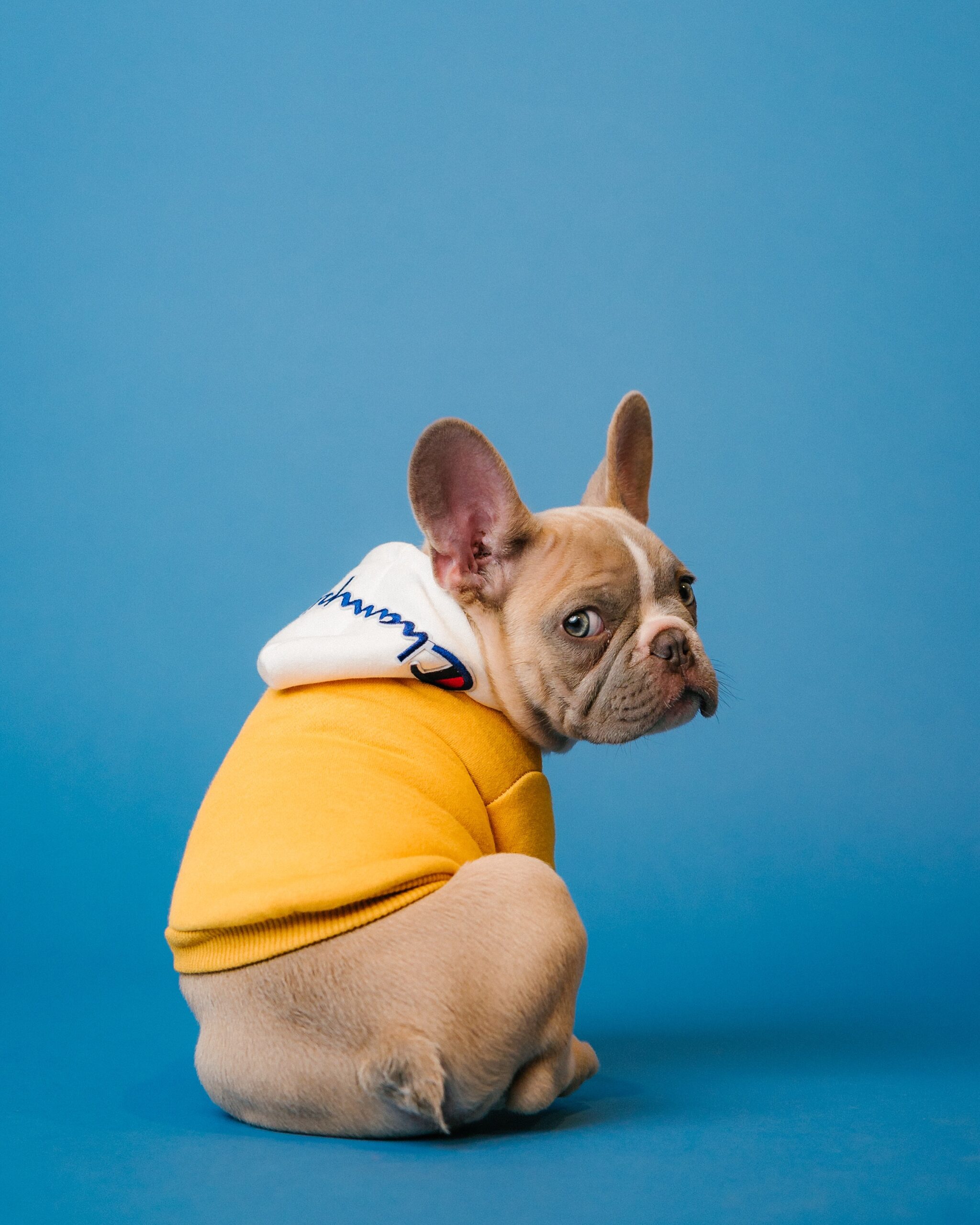 Botas protectoras: la mejor opción para proteger las patas de tu perro